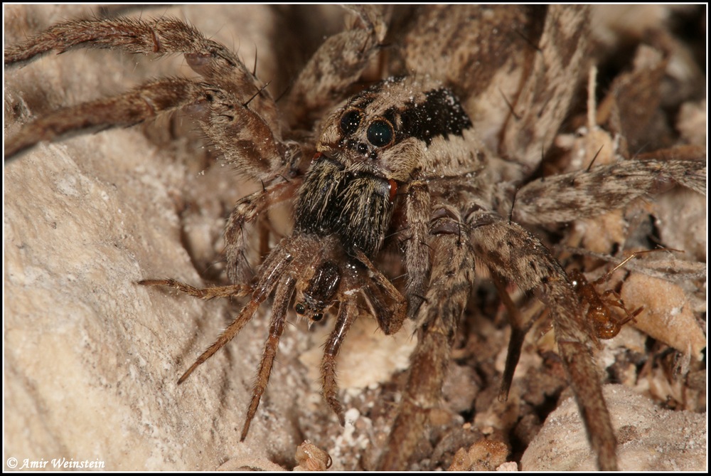 Lycosidae d''Israele